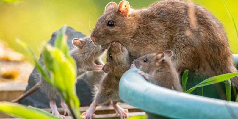 Ratten_im_Garten (1)